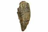 Serrated, Raptor Tooth - Real Dinosaur Tooth #255873-1